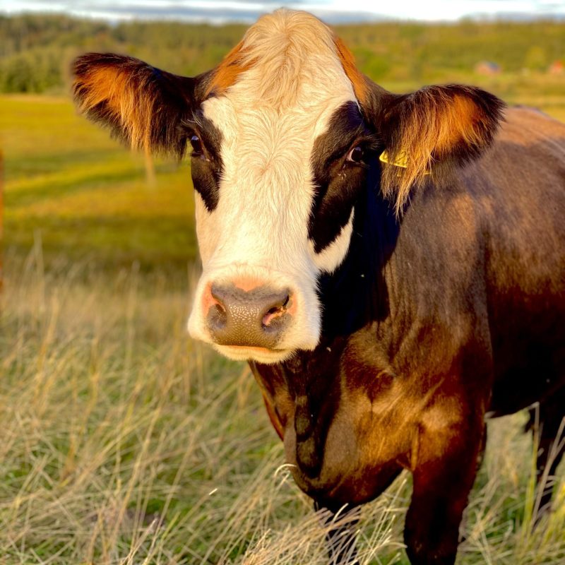 Fyrstads El Lantbruk